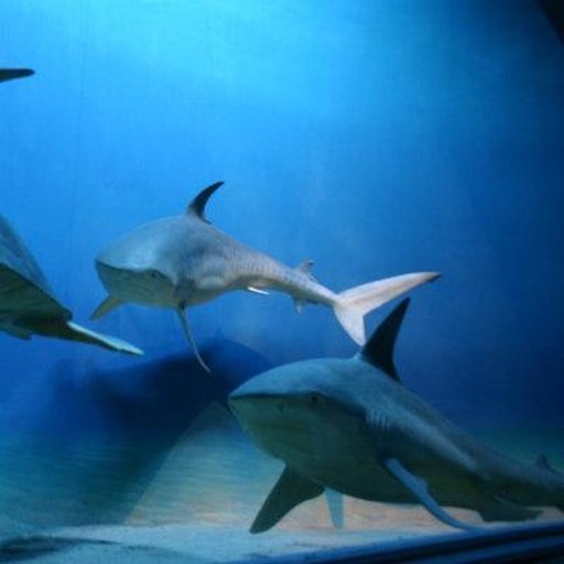 hungry shark story截图5