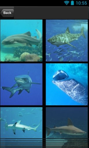 hungry shark story截图4