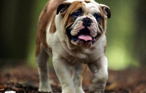 English Bulldog Wallpapers截图1