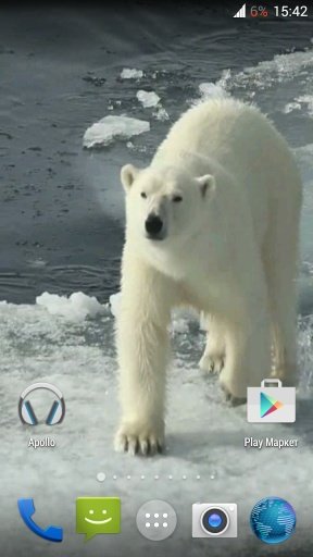 Polar bear HD. Video Wallpaper截图6