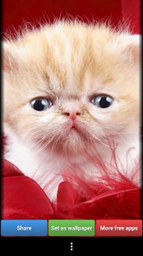 Cute Animals HD Wallpapers截图5