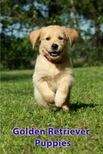 Golden Retriever Puppies截图1