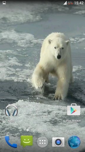 Polar bear HD. Video Wallpaper截图2