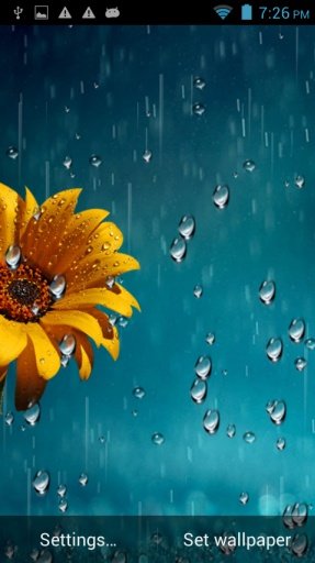 Flowers Rain Fall Wallpaper截图5