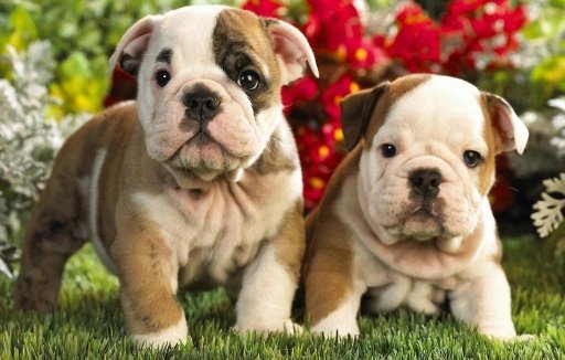 English Bulldog Wallpapers截图6