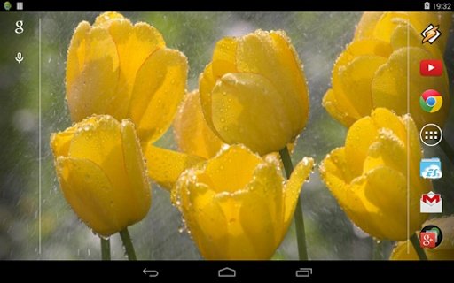 Tulips In The Rain截图6