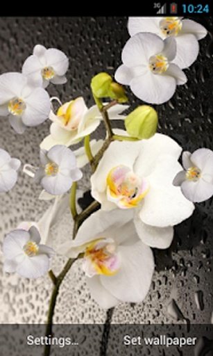 Orchid live wallpaper截图1