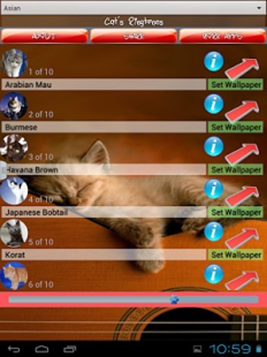 Cat Ringtones截图5