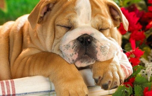 English Bulldog Wallpapers截图5