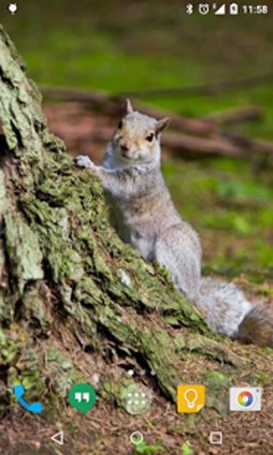 Squirrel Live Wallpaper截图3