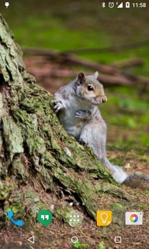 Squirrel Live Wallpaper截图6