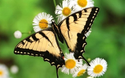 Butterfly Live Wallpaper截图4