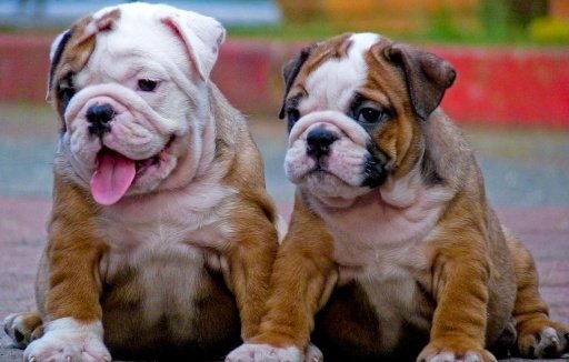 English Bulldog Wallpapers截图4