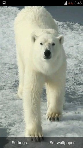 Polar bear HD. Video Wallpaper截图5