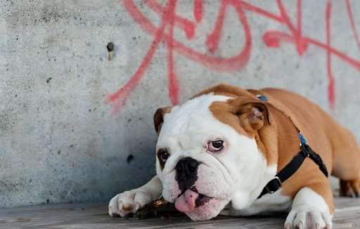 English Bulldog Wallpapers截图3