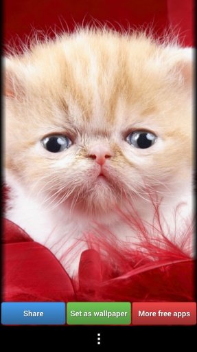 Cute Animals HD Wallpapers截图1