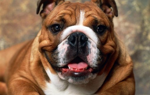 English Bulldog Wallpapers截图2