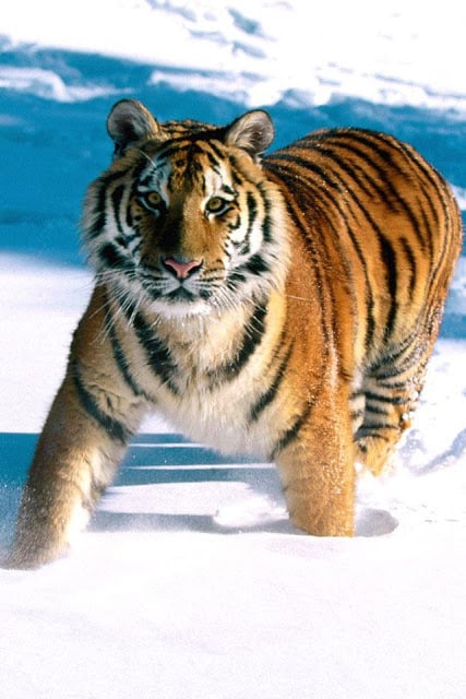 Tiger Wallpaper截图8