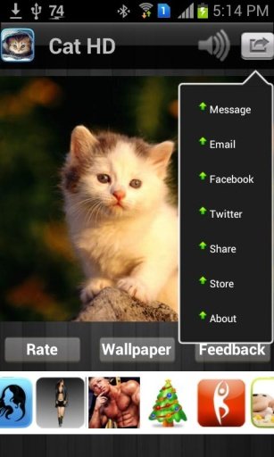 Cat HD Wallpaper Free截图5