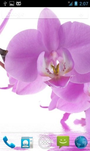 Orchids In Water V截图1