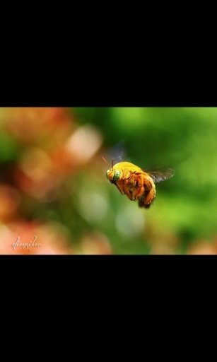 Bug Bees Live Wallpaper截图7