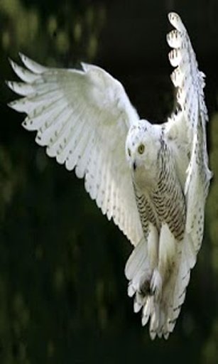 owl wallpaper截图6