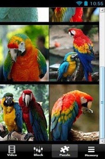 Annoying Talking Parrot截图1