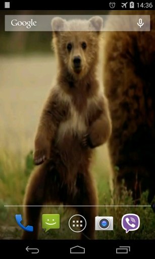 Cute Bear Video Live Wallpaper截图3