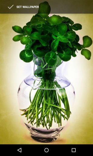 St. Patrick's Day Wallpapers截图1