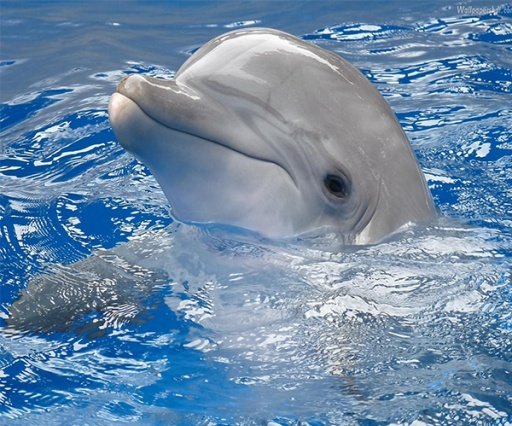 Dolphin Live Wallpaper截图3