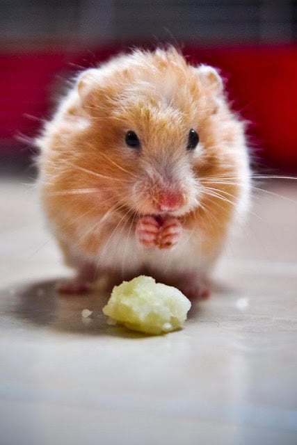 Hamster Wallpaper截图6