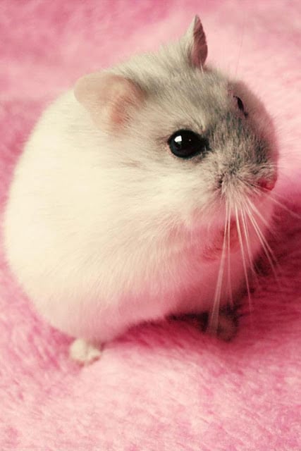 Hamster Wallpaper截图2