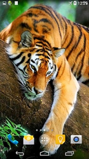 Tiger 3D Live Wallpaper截图1