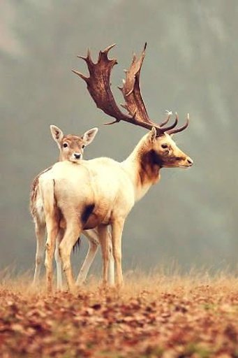 Deer Hunters截图5