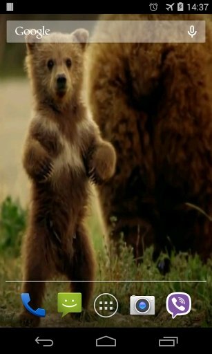 Cute Bear Video Live Wallpaper截图1