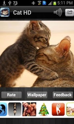 Cat HD Wallpaper Free截图3