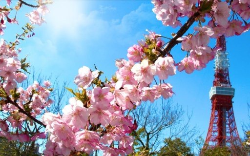 春季：樱花截图4