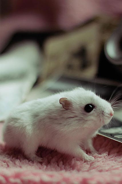 Hamster Wallpaper截图4