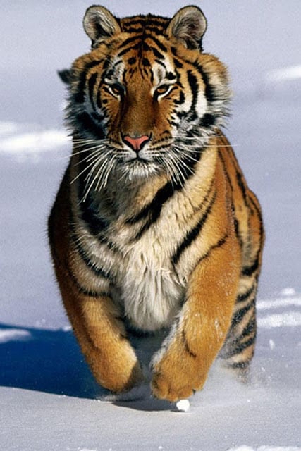 Tiger Wallpaper截图10