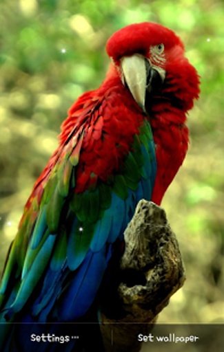 Parrot Live Wallpaper截图4