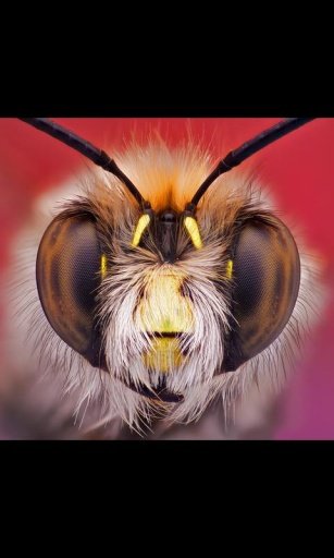 Bug Bees Live Wallpaper截图6