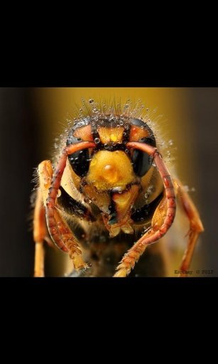 Bug Bees Live Wallpaper截图3