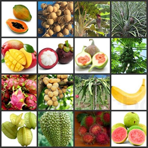 SplashTropical Fruit截图10