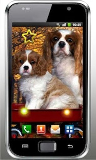 Hello Cute Puppy livewallpaper截图3