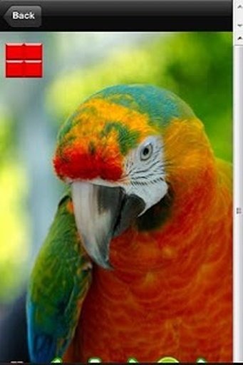 Annoying Talking Parrot截图3