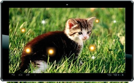 Pussy Cat HD live wallpaper截图4