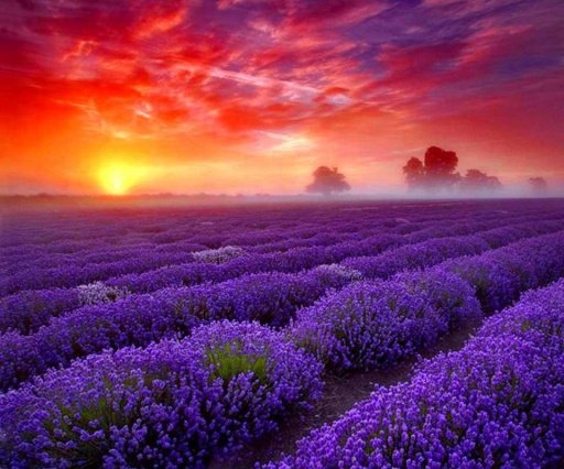 Sunrise Lavender截图1