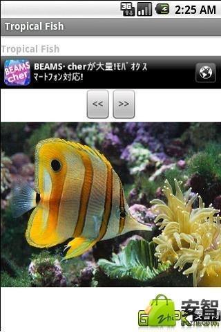 Tropical Fish截图2