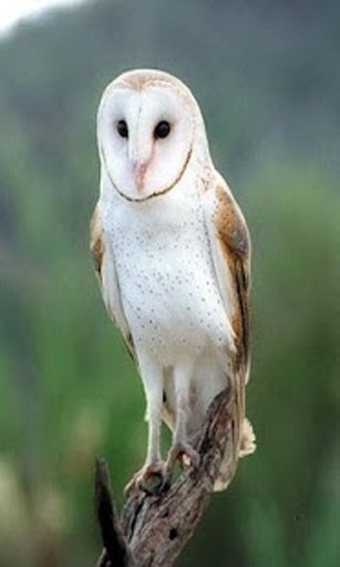 owl wallpaper截图5