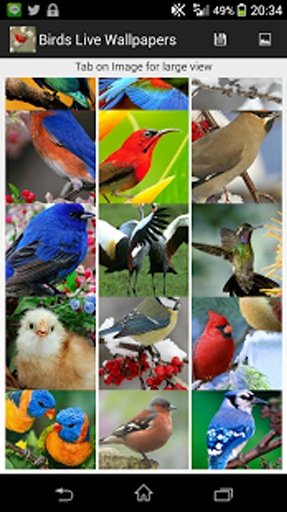 Birds Live Wallpapers截图7